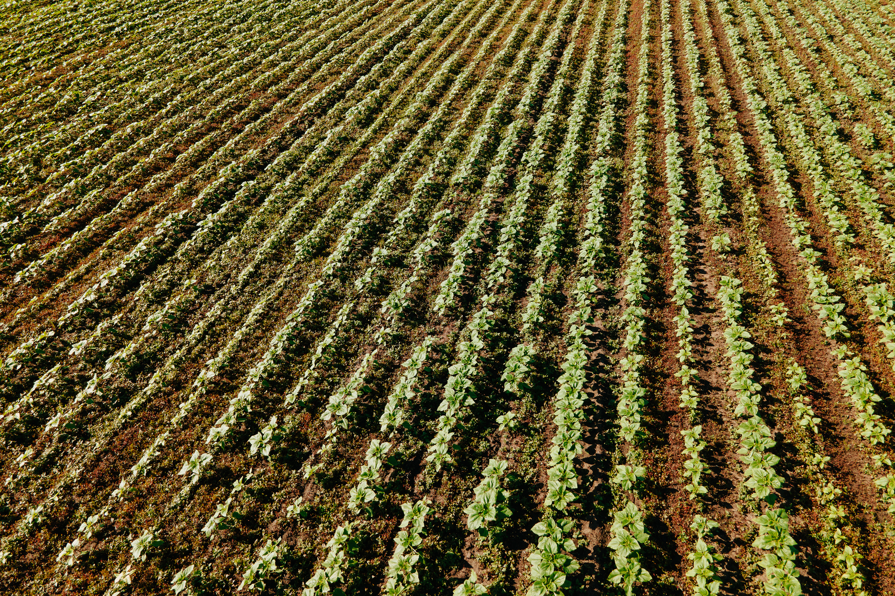 horticolas en cordoba